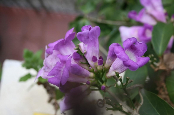 Ý nghĩa hoa lan tỏi và nguồn gốc, xuất xứ loài hoa thú vị 1791752902