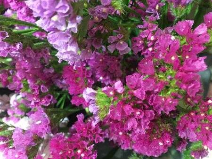 Nguồn gốc và ý nghĩa của hoa salem trắng, tím, hồng & vàng 228944203