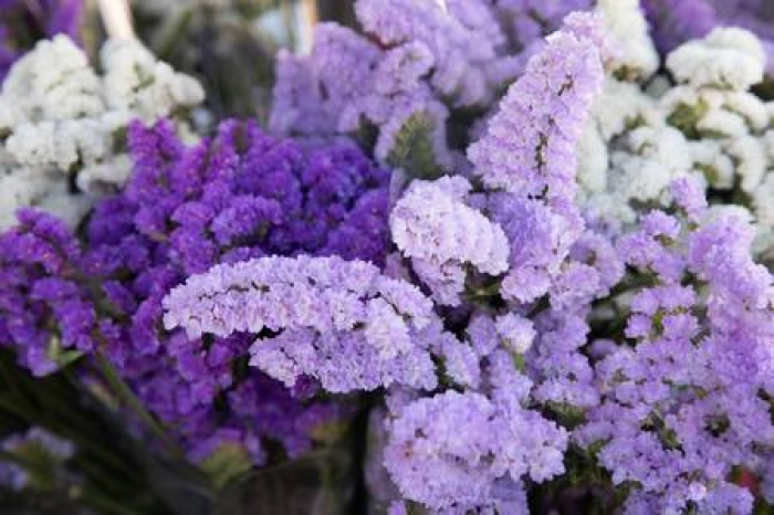 Nguồn gốc và ý nghĩa của hoa salem trắng, tím, hồng & vàng 228944203