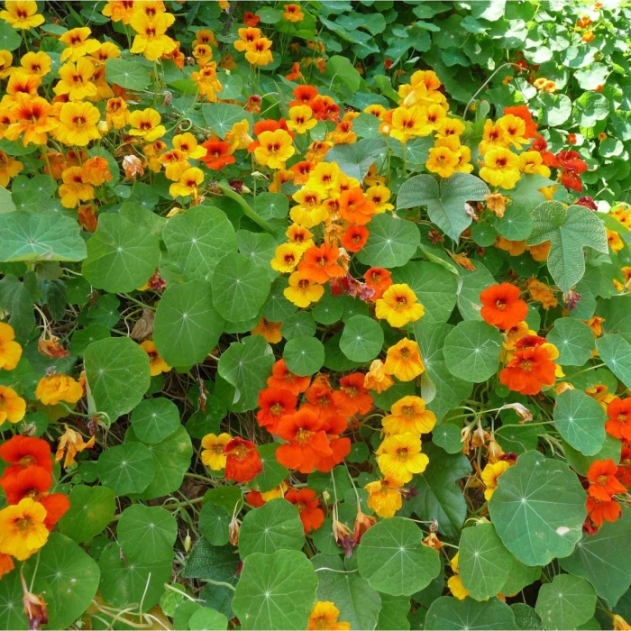 Hoa sen cạn - Loài hoa sở hữu nhiều công dụng tuyệt vời 520011524