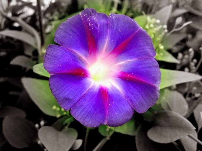 Hoa bìm bịp: Loài hoa mang ý nghĩa kiên trì và bền bỉ nhưng giản dị 1803649545