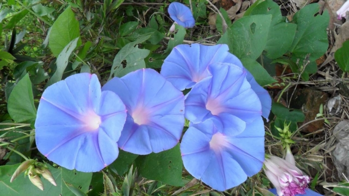 Hoa bìm bịp: Loài hoa mang ý nghĩa kiên trì và bền bỉ nhưng giản dị 1803649545