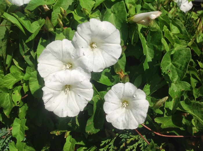 Hoa bìm bịp: Loài hoa mang ý nghĩa kiên trì và bền bỉ nhưng giản dị 1803649545