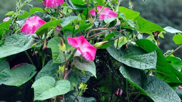 Hoa bìm bịp: Loài hoa mang ý nghĩa kiên trì và bền bỉ nhưng giản dị 1803649545