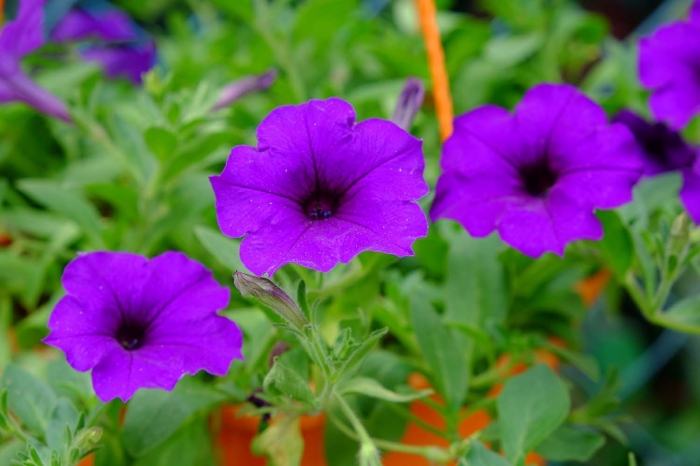 Hoa bìm bịp: Loài hoa mang ý nghĩa kiên trì và bền bỉ nhưng giản dị 1803649545