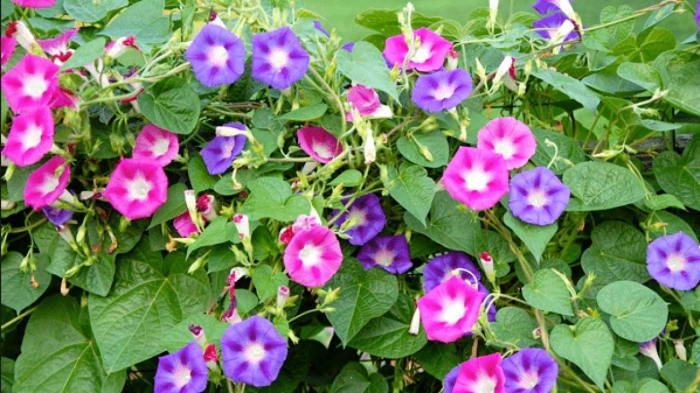 Hoa bìm bịp: Loài hoa mang ý nghĩa kiên trì và bền bỉ nhưng giản dị 1803649545