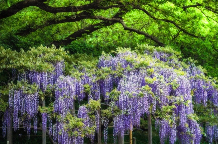 Cách đơn giản để có được hoa tử đằng đẹp đầy ý nghĩa 663009667