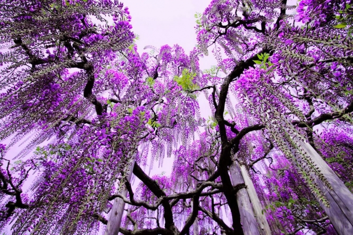 Cách đơn giản để có được hoa tử đằng đẹp đầy ý nghĩa 663009667