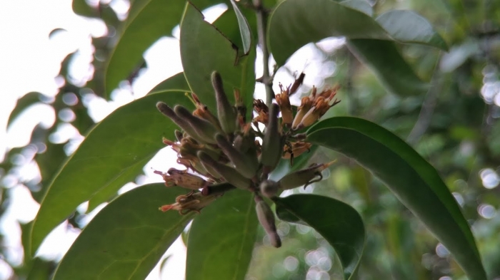 Khám phá ý nghĩa cây tầm gửi và cách chăm sóc cây tầm gửi 226042764