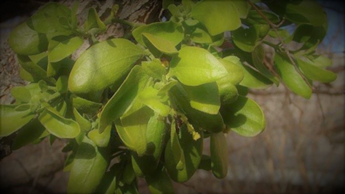 Khám phá ý nghĩa cây tầm gửi và cách chăm sóc cây tầm gửi 226042764