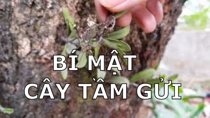 Khám phá ý nghĩa cây tầm gửi và cách chăm sóc cây tầm gửi 226042764