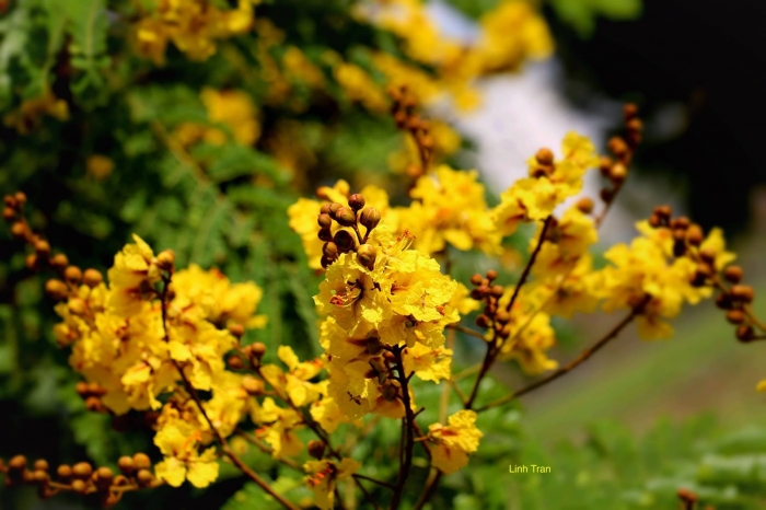 Loài hoa điệp vàng: nguồn gốc và ý nghĩa tuyệt vời 323909112