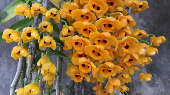 Loài hoa điệp vàng: nguồn gốc và ý nghĩa tuyệt vời 323909112