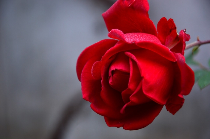Tìm hiểu về ý nghĩa và công dụng của hoa hồng