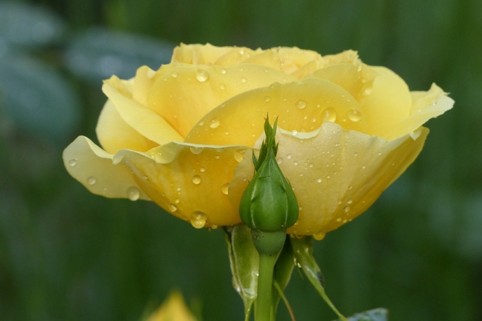 Tìm hiểu về ý nghĩa và công dụng của hoa hồng 976541203