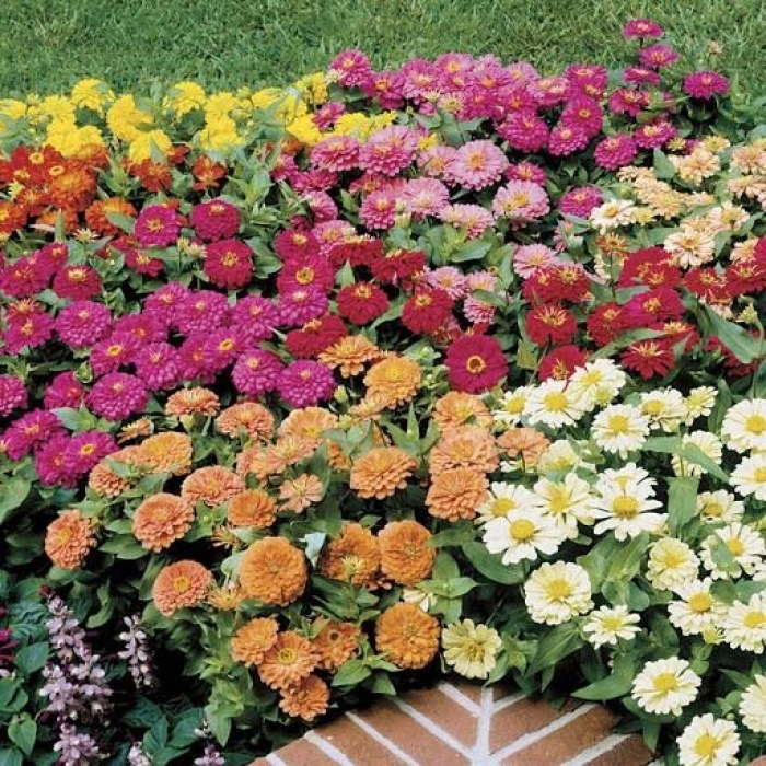 Cúc ngũ sắc Zinnia - Một loài hoa vừa lạ vừa quen 348778355