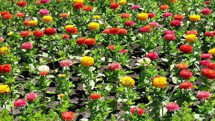 Cúc ngũ sắc Zinnia - Một loài hoa vừa lạ vừa quen 348778355