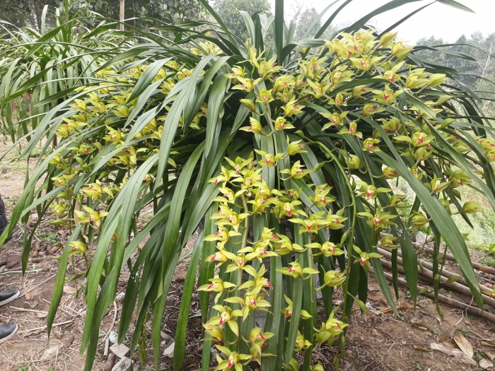 Hoa địa lan - Loài hoa tượng trưng cho phú quý và sắc đẹp 2038873976