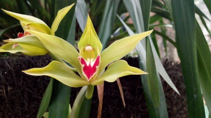 Hoa địa lan - Loài hoa tượng trưng cho phú quý và sắc đẹp 2038873976