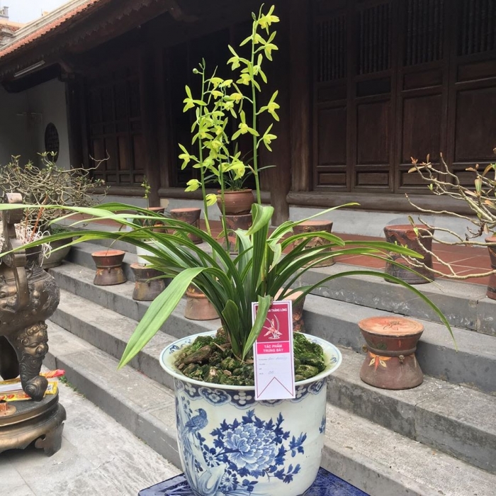 Hoa địa lan - Loài hoa tượng trưng cho phú quý và sắc đẹp 2038873976