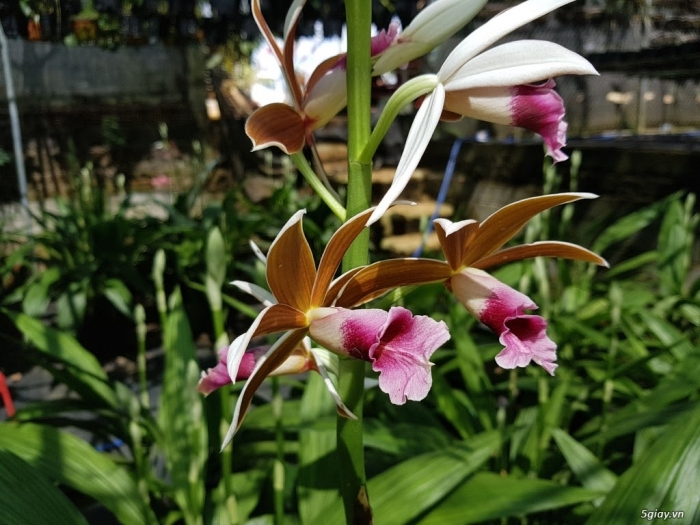 Hoa địa lan - Loài hoa tượng trưng cho phú quý và sắc đẹp 2038873976