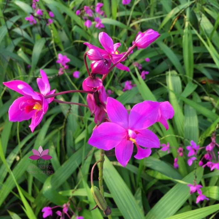 Hoa địa lan - Loài hoa tượng trưng cho phú quý và sắc đẹp 2038873976