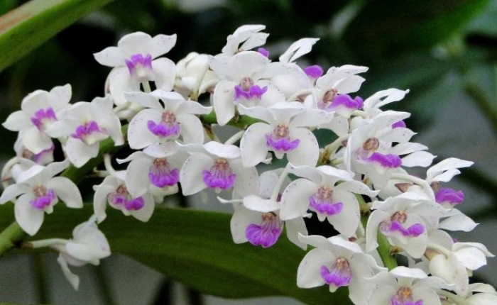 Đặt vòng hoa đám tang đạo Công Giáo nhất định phải chú ý 2113305881