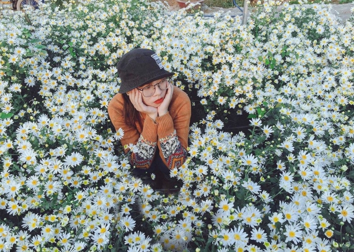 Cúc họa mi: Xuất xứ, ý nghĩa và những bật mí thú vị 313297087