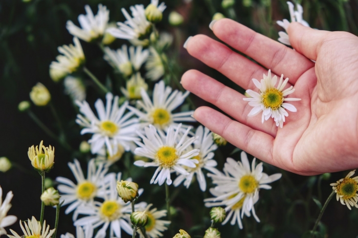 Cúc họa mi: Xuất xứ, ý nghĩa và những bật mí thú vị 313297087