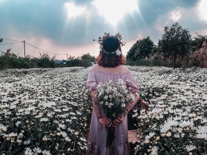 Cúc họa mi: Xuất xứ, ý nghĩa và những bật mí thú vị 313297087