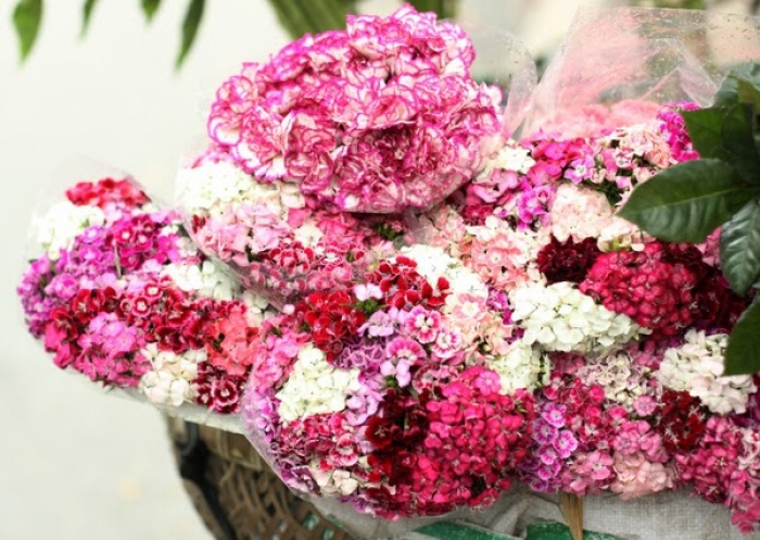 Hoa păng xê (Tử la lan) Nỗi nhớ của mùa đông 1622724941