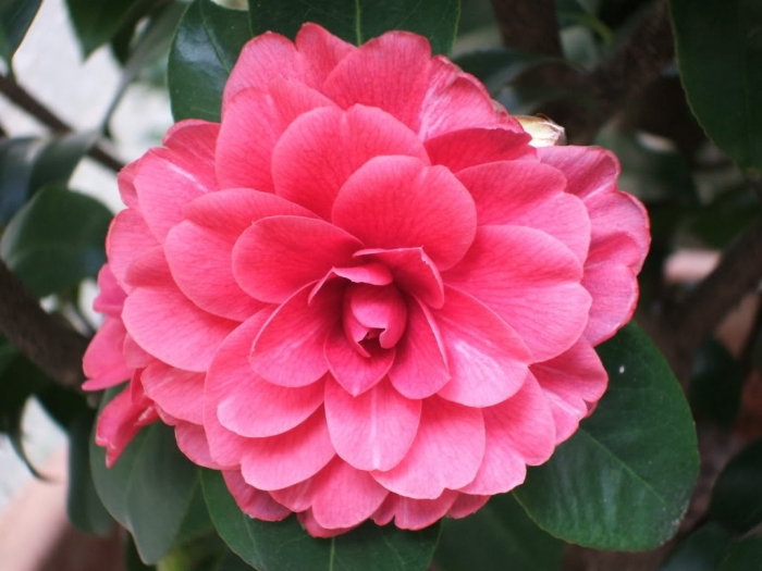 Hoa trà my - Loài hoa sở hữu vẻ đẹp vạn người mê 2023580313