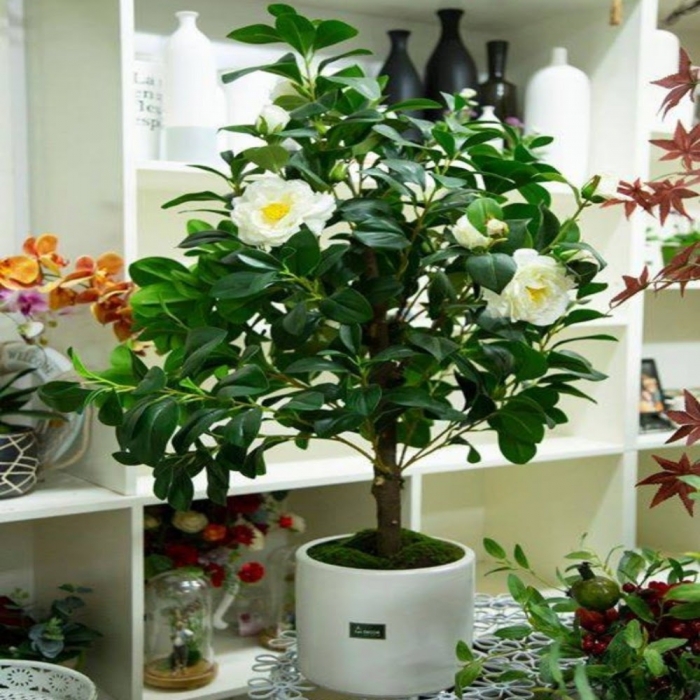 Hoa trà my - Loài hoa sở hữu vẻ đẹp vạn người mê 2023580313