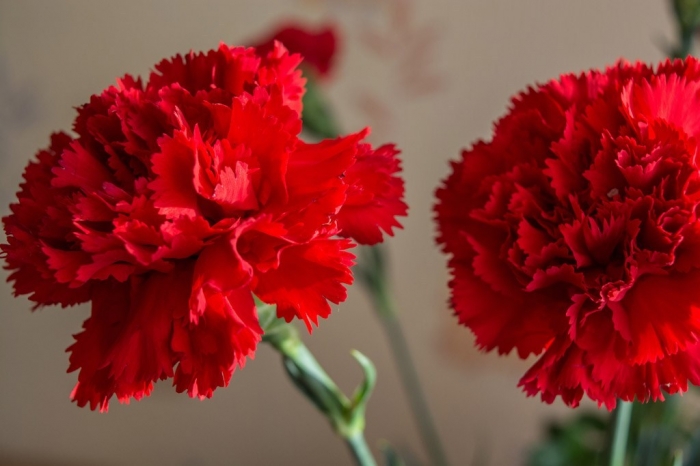 Tặng hoa sinh nhật cho người tuổi Sửu 1783737288