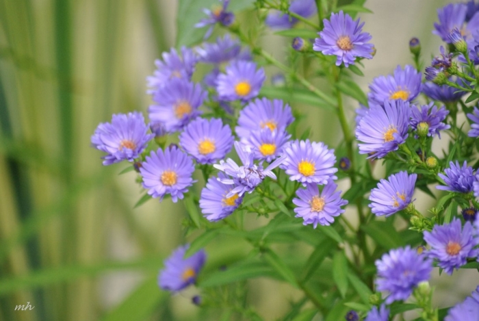 Tặng hoa sinh nhật cho người tuổi Sửu 1783737288