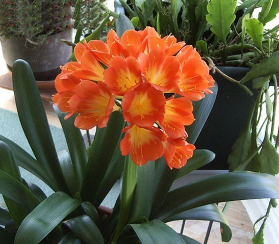 Những điều thú vị nhất định phải đọc về hoa lan quân tử 1559740740