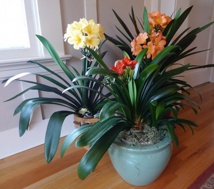 Những điều thú vị nhất định phải đọc về hoa lan quân tử 1559740740