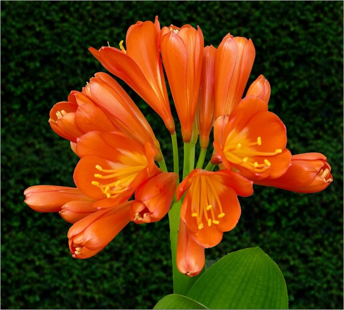 Những điều thú vị nhất định phải đọc về hoa lan quân tử 1559740740