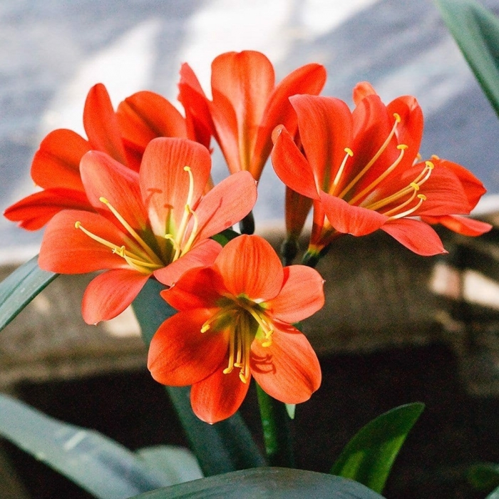 Những điều thú vị nhất định phải đọc về hoa lan quân tử 1559740740