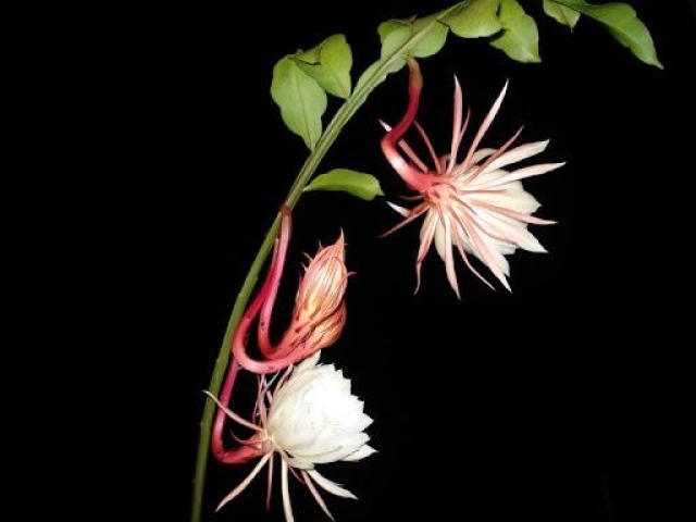 Hoa quỳnh hương - Loài hoa nổi tiếng với nhiều bài thuốc chữa bệnh 631993152