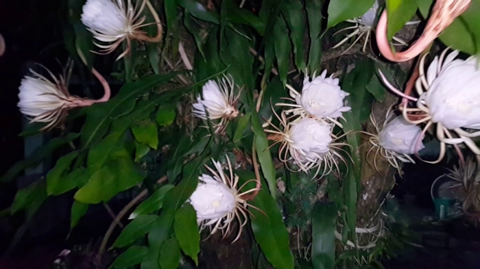 Hoa quỳnh hương - Loài hoa nổi tiếng với nhiều bài thuốc chữa bệnh 122319453