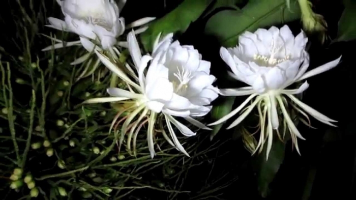 Hoa quỳnh hương - Loài hoa nổi tiếng với nhiều bài thuốc chữa bệnh 272514231