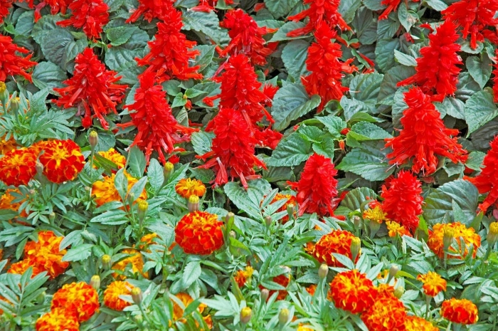 Hoa xô đỏ (hoa xác pháo đỏ)- Xuất xứ, ý nghĩa biểu trưng và công dụng 2056841002