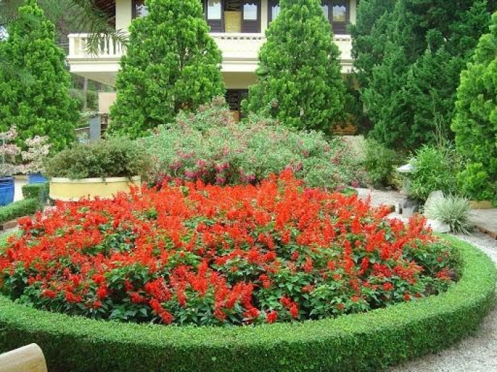 Hoa xô đỏ (hoa xác pháo đỏ)- Xuất xứ, ý nghĩa biểu trưng và công dụng 2056841002