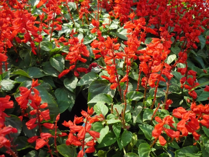 Hoa xô đỏ (hoa xác pháo đỏ)- Xuất xứ, ý nghĩa biểu trưng và công dụng 2056841002