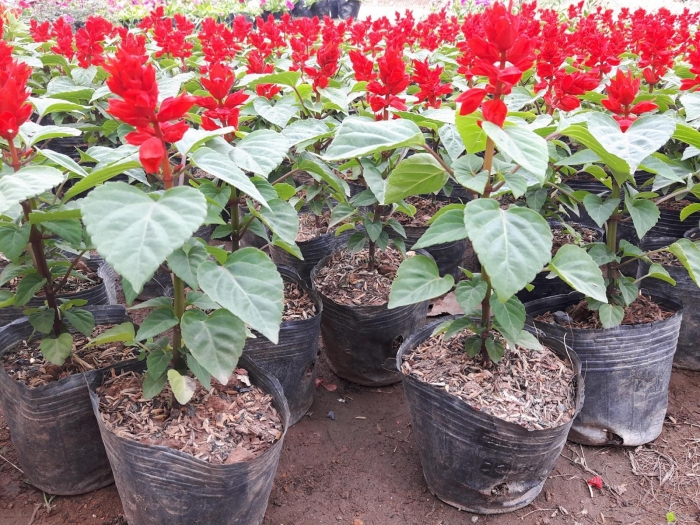 Hoa xô đỏ (hoa xác pháo đỏ)- Xuất xứ, ý nghĩa biểu trưng và công dụng 2056841002