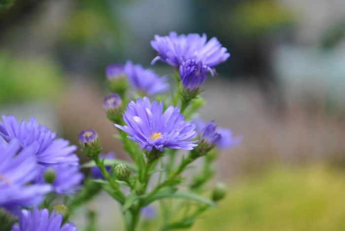 Hoa thạch thảo - Hoa của tình yêu và sự chung thủy 1262549132