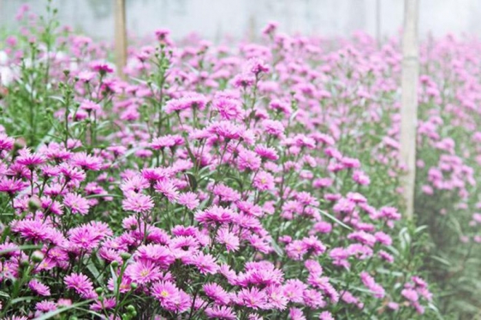 Hoa thạch thảo - Hoa của tình yêu và sự chung thủy 1262549132