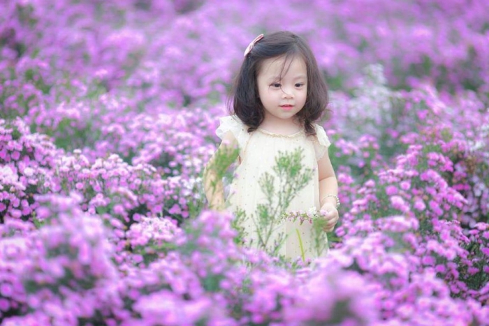 Hoa thạch thảo - Hoa của tình yêu và sự chung thủy 505389463