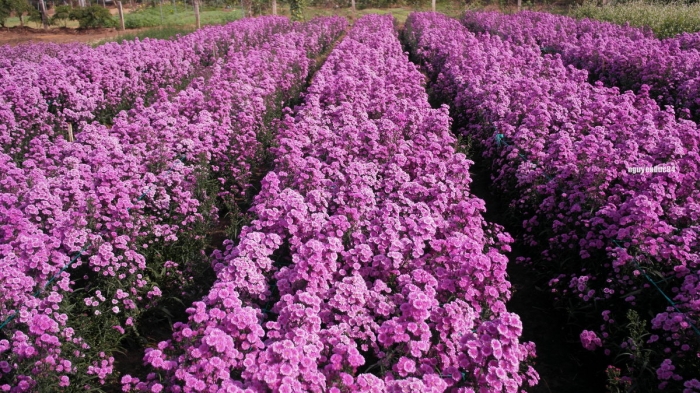 Hoa thạch thảo - Hoa của tình yêu và sự chung thủy 1262549132